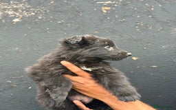 Mixed Breed dogs for sale: Long Coat German Shepherd Puppies for Sale - Image 2