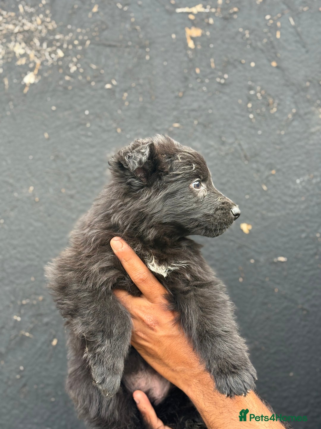 Mixed Breed dogs for sale: Long Coat German Shepherd Puppies for Sale - Image 2