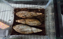 Snails invertebrates for sale: 14 African giant land snails  - Image 1