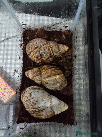 Snails invertebrates - Advert 1