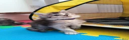Maine Coon cats for sale: Purebred Maine Coon kittens - Advert 5