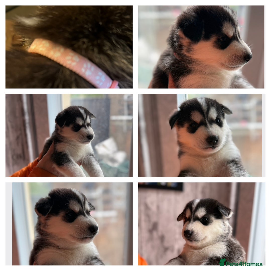 Siberian Husky dogs for sale: Siberian husky puppy’s for sale  - Advert 24