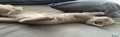 British Shorthair 3