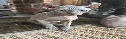 Sphynx cats for sale: Pair of Silver-Blue Elf Sphynx  - Advert 8