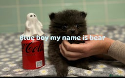 Pomeranian dogs for sale: Beautiful Pomeranian puppies  - Image 5