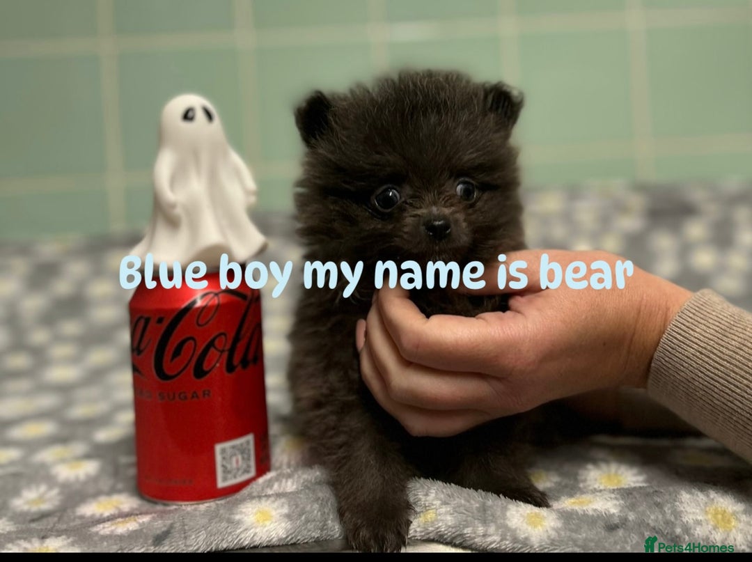 Pomeranian dogs for sale: Beautiful Pomeranian puppies  - Image 5