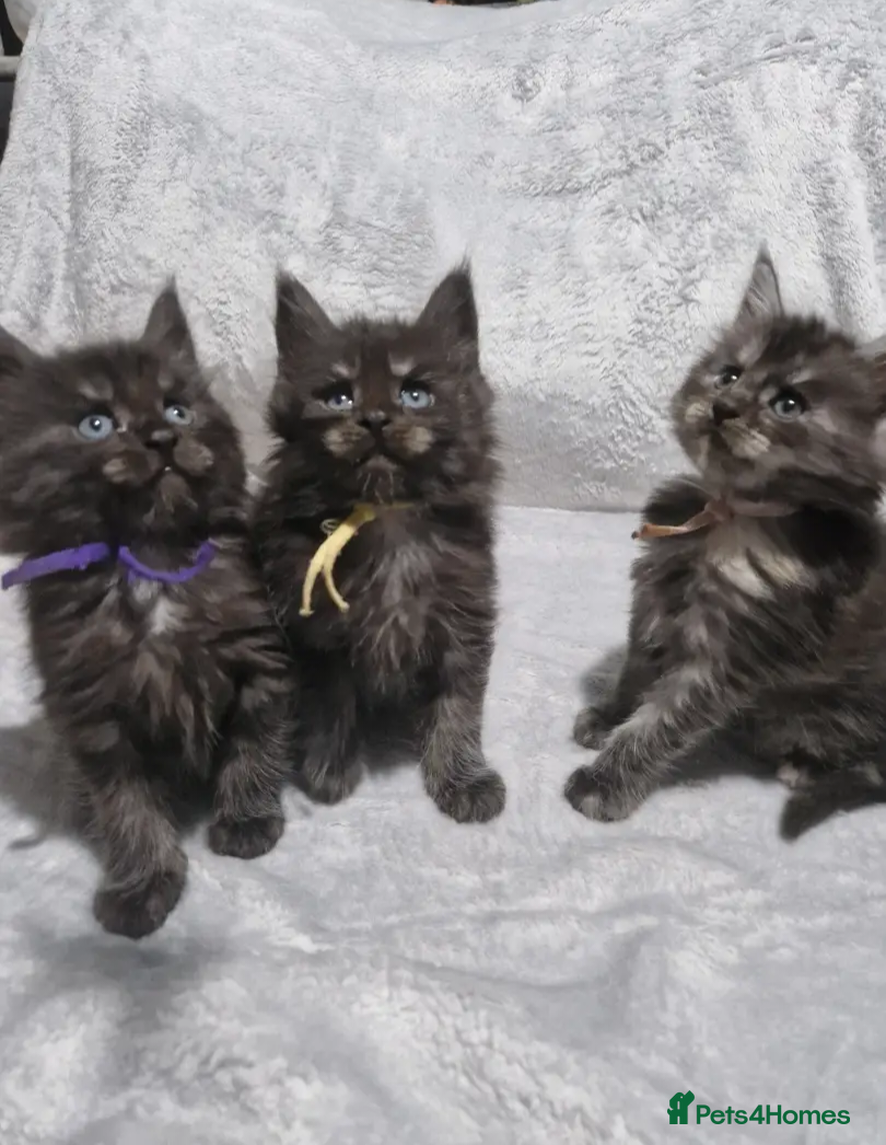 Maine Coon cats Stunning mainecoon kittens available  - Advert 6