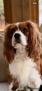 Cavalier King Charles Spaniel dogs Retiring Cavalier King Charles - Advert 16