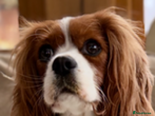 Cavalier King Charles Spaniel dogs Retiring Cavalier King Charles - Advert 3