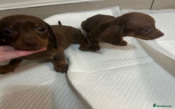 Miniature Dachshund dogs for sale: Miniature dachshund puppys - Image 7