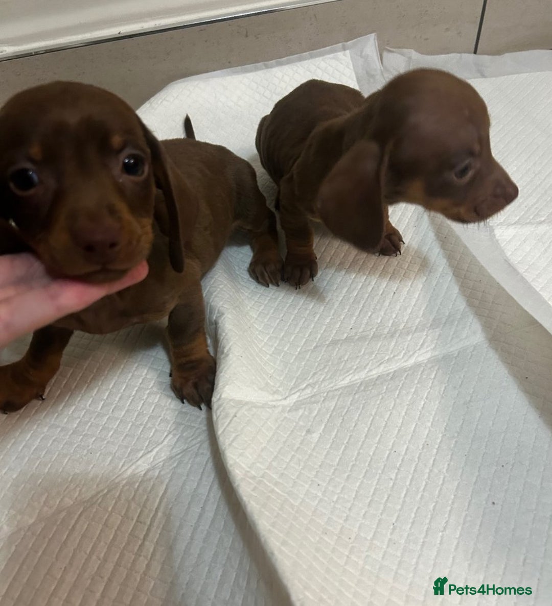 Miniature Dachshund dogs for sale: Miniature dachshund puppys - Image 7