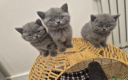 British Shorthair cats for sale: 1 Female British short-hair kitten LEFT  - Image 14