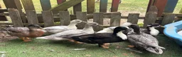 Ducks poultry for sale: Drake Call Ducks  - Advert 9