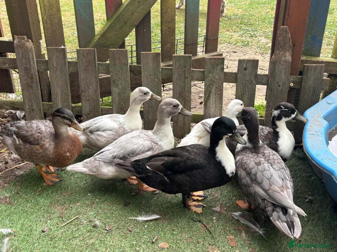 Ducks poultry for sale: Drake Call Ducks  - Advert 9