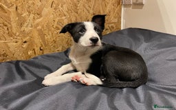 Border Collie dogs for sale: 2 Border Collie Pups for Sale (both bitches)  - Image 15