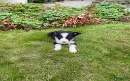 Border Collie dogs for sale: Farm bred border collie pups for sale - Image 7