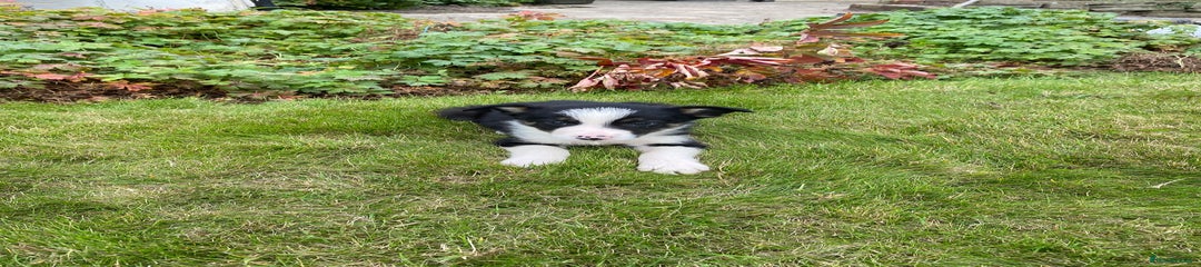Border Collie Puppy 4