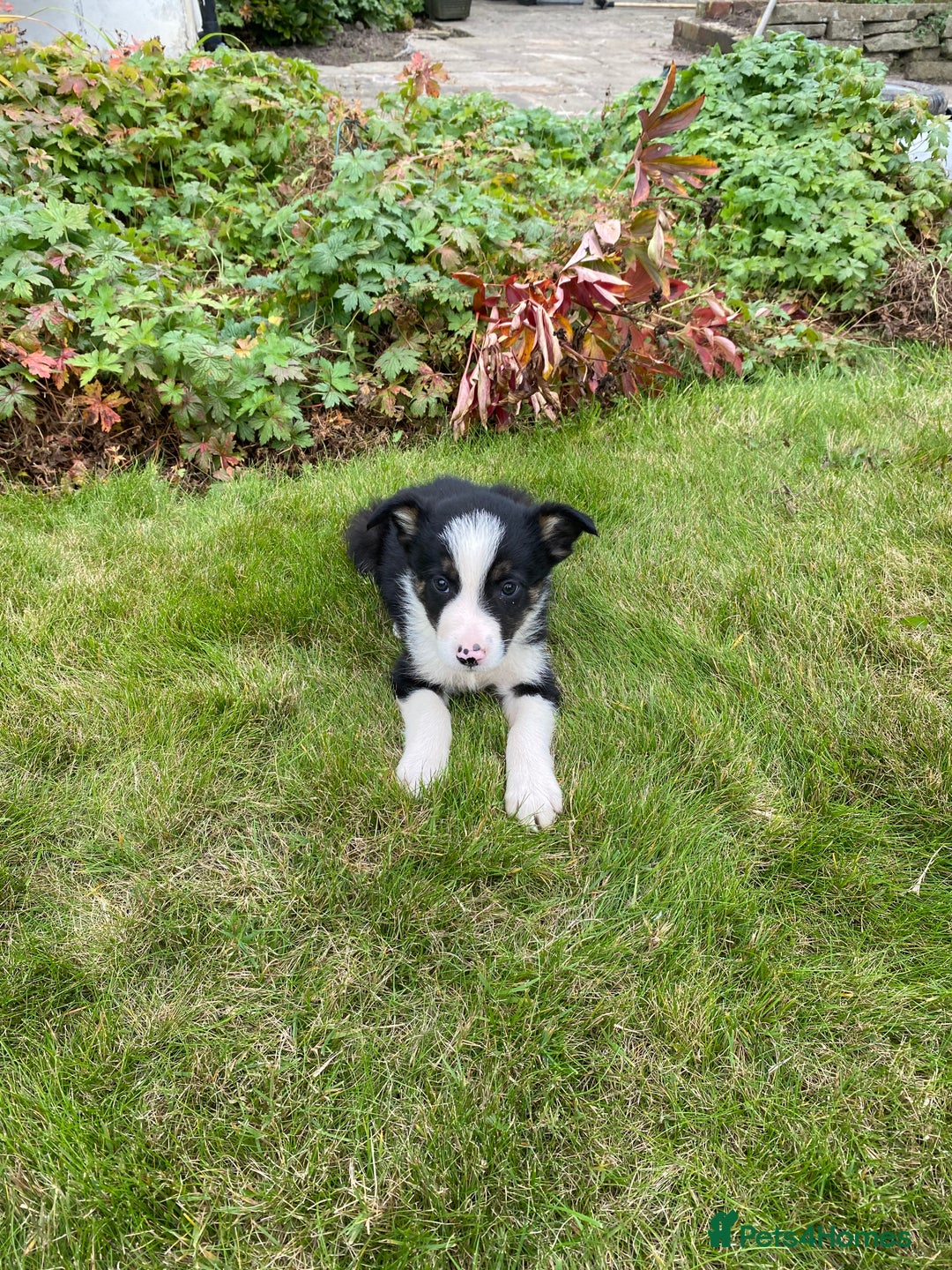Border Collie dogs for sale: Farm bred border collie pups for sale - Image 7