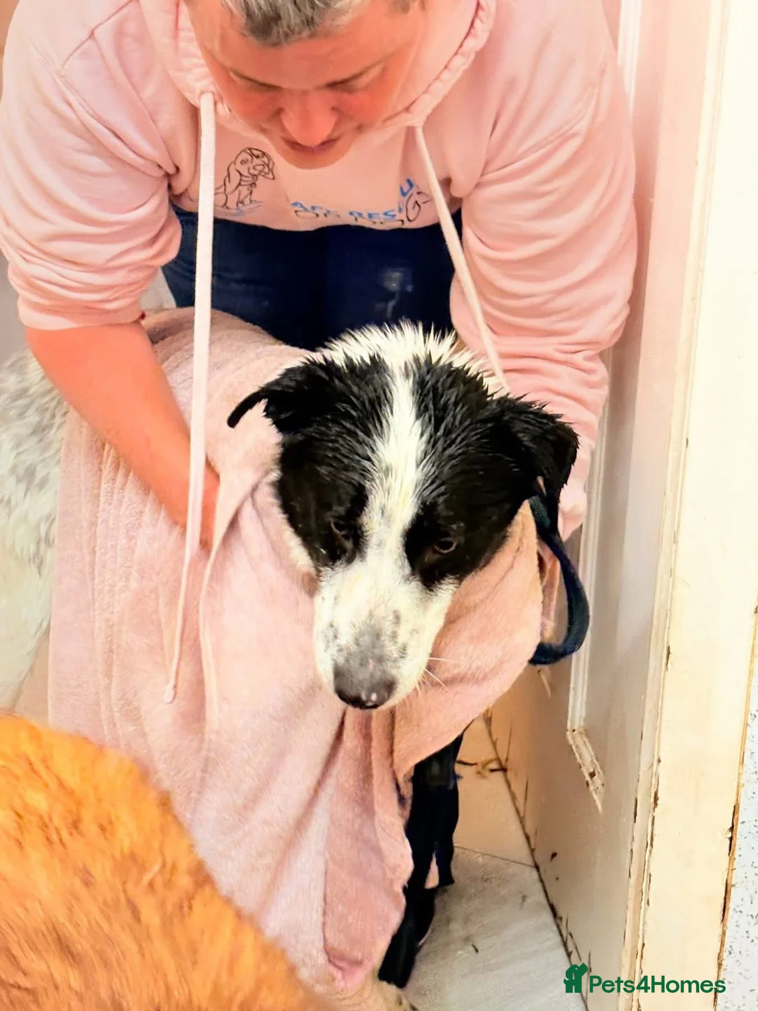 Mixed Breed dogs for adoption: Desmond - Norwich Norfolk  - Advert 7