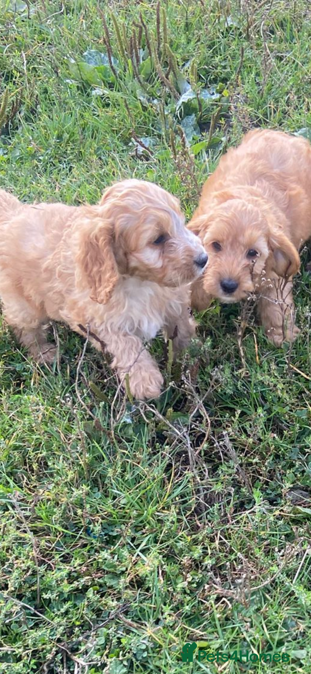 Cockapoo dogs for sale: Cockapoo puppies for sale - Image 11