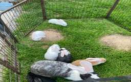 Continental Giant rabbits for sale: 6 weeks old Continental rabbits - Image 7