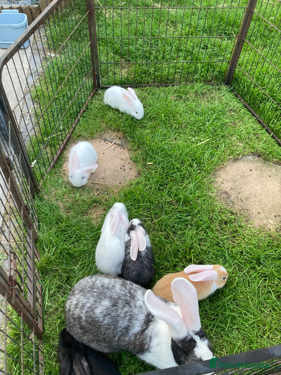 Continental Giant rabbits for sale: 6 weeks old Continental rabbits - Image 7