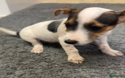 Jack Russell dogs for sale: Three beautiful jack Russel puppies  - Image 4