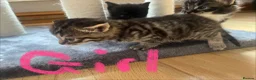 Mixed Breed cats for sale: Beautiful bengal x  - Advert 16