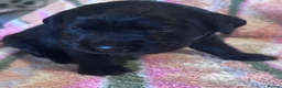Goldador dogs for sale: 8 gorgeous black goldadors  - Advert 19