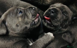Staffordshire Bull Terrier dogs for sale: KC Registered Blue Staffordshire bull terrier - Image 3