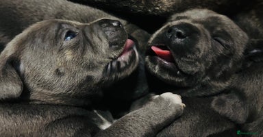 Staffordshire Bull Terrier dogs - Advert 2