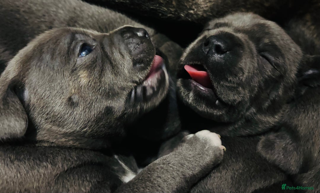 Staffordshire Bull Terrier dogs for sale: KC Registered Blue Staffordshire bull terrier - Image 3
