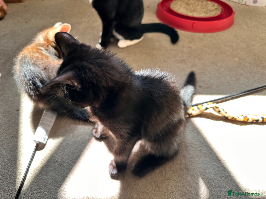 Mixed Breed cats for sale: Amiable bengal&tabby mix kittens: price reduced - Image 4