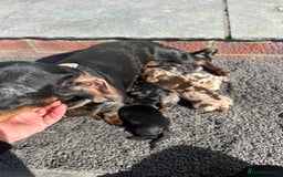 Dachshund dogs for sale: Dachshund puppies for sale - Image 3