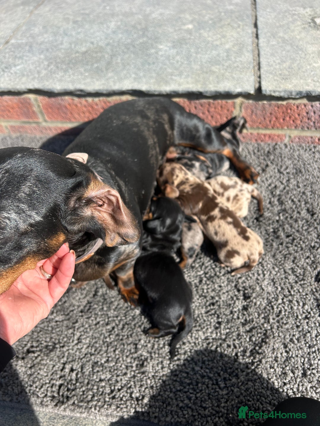 Dachshund dogs for sale: Dachshund puppies for sale - Image 3