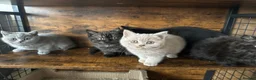 British Shorthair cats for sale: British Shorthair KITTENS  - Advert 4