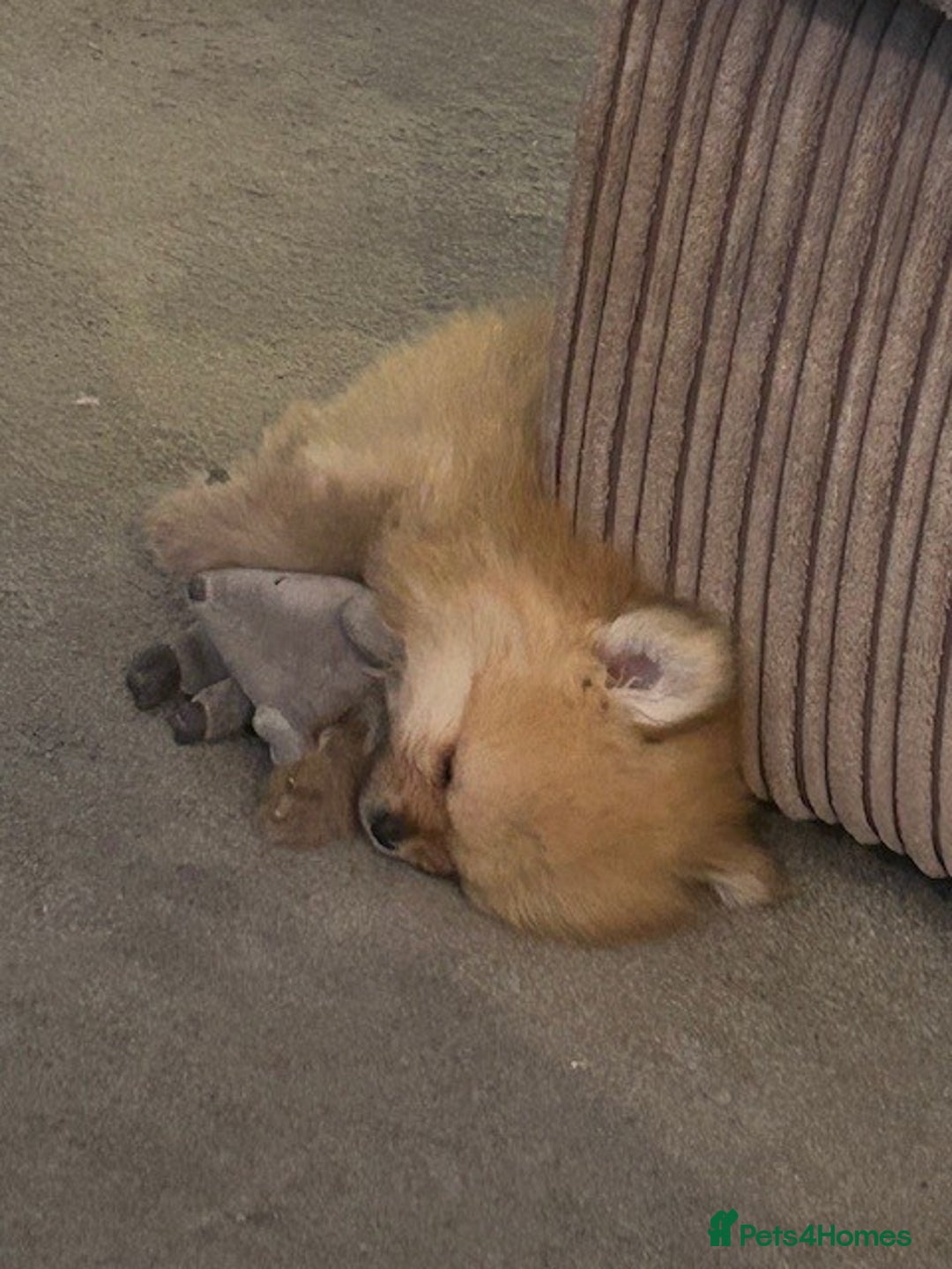 Pomeranian dogs for sale: Tiny Pomeranian Puppies - Advert 19