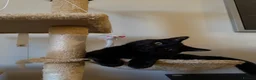 Domestic Shorthair cats for sale: 🐾 Loving House Cat Looking for His Forever Home - Advert 8