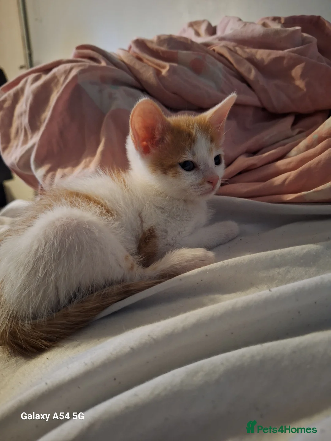 Mixed Breed cats for sale: 3 beautiful Kitten for sale  in Basildon - Advert 2