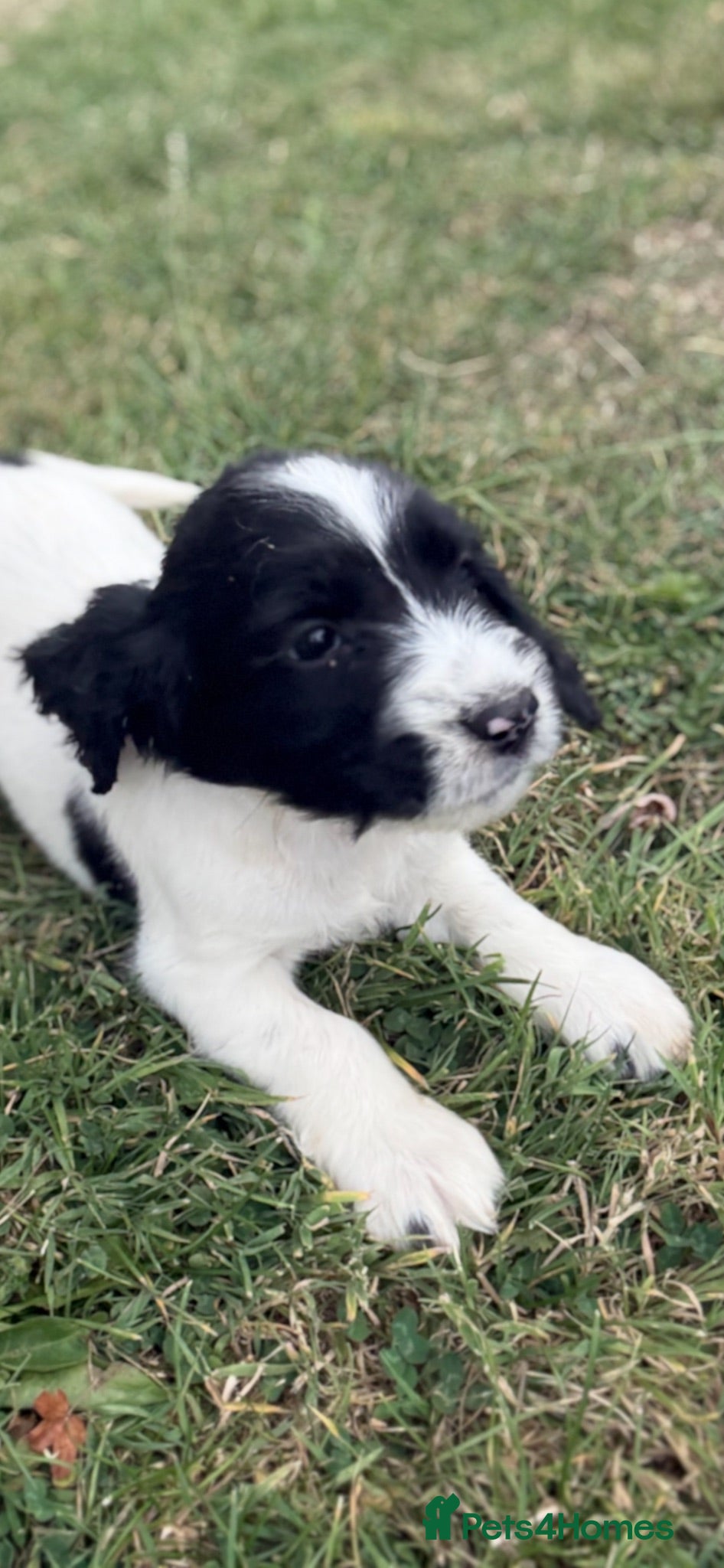 English Springer Spaniel dogs  2 of 9 beautiful boy springer  available  - Advert 1
