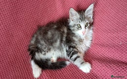 Norwegian Forest Cat cats for sale: Full Norwegian forest cat kittens - Image 16