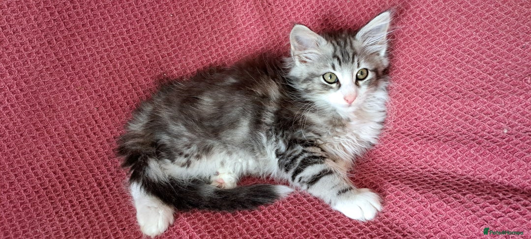 Norwegian Forest Cat cats for sale: Full Norwegian forest cat kittens - Image 16