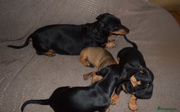 Dachshund dogs for sale: 3/4 MINIATURE SMOOTH DACHSHUND PUPPIES - Image 16