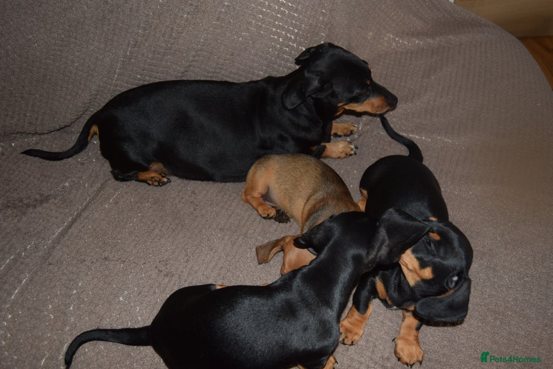 Dachshund dogs for sale: 3/4 MINIATURE SMOOTH DACHSHUND PUPPIES - Image 16
