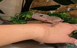 Leopard Gecko reptiles for sale: Leopard gecko with enclosure, everything she needs - Image 4