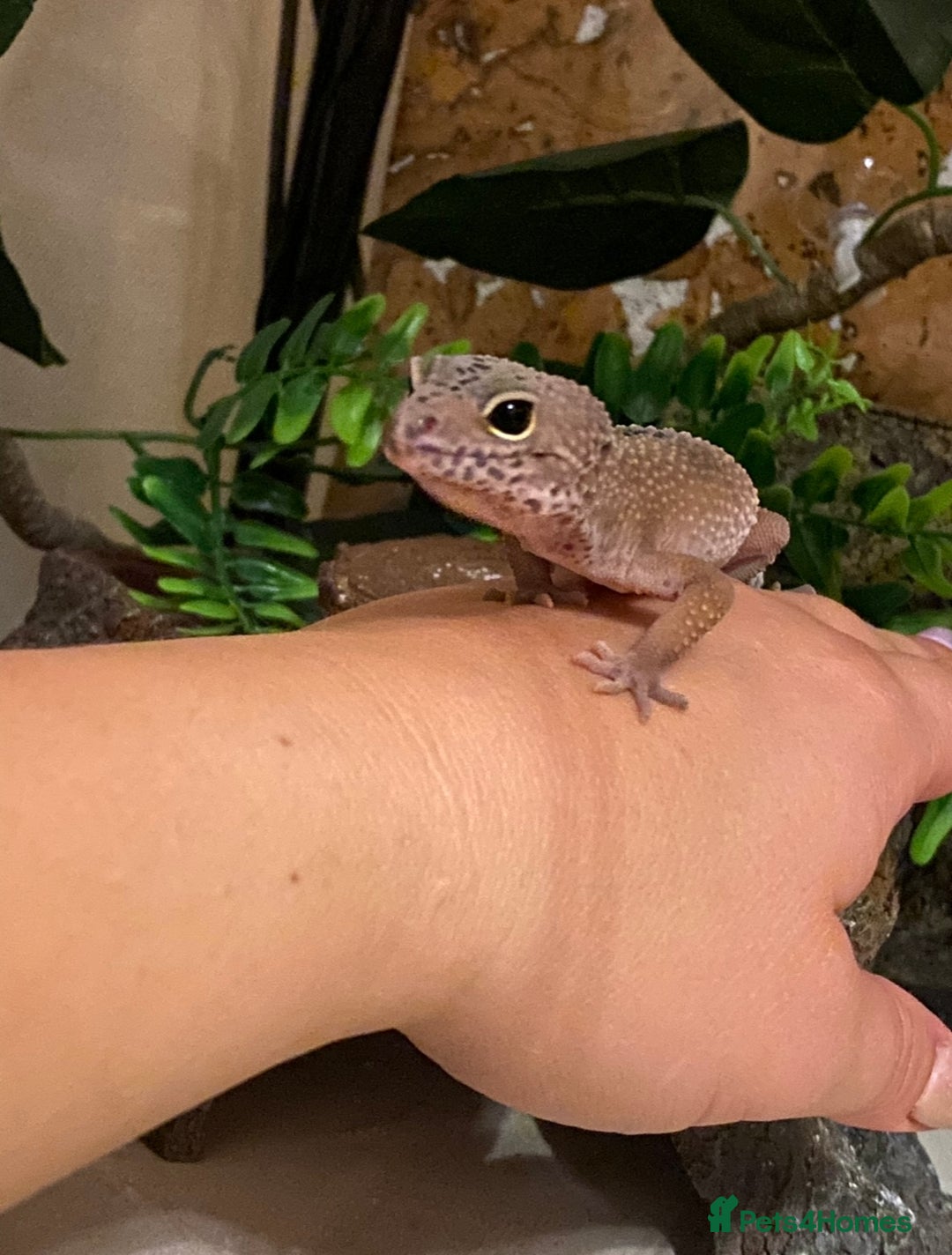 Leopard Gecko reptiles for sale: Leopard gecko with enclosure, everything she needs - Image 4