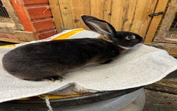 Rex rabbits for sale: 2 standard rex bucks - Image 3