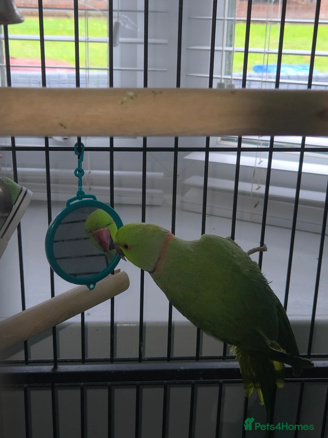 Ringnecks birds for sale: Green RingNeck Parrot - Advert 1