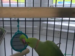 Ringnecks birds Green RingNeck Parrot - Advert 2