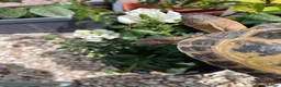 Tortoise reptiles for sale: 9 year old female Horsefield Tortoise  in Goole - Advert 4